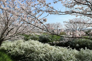 Wall Mural - 奈良県安堵町　岡崎川の桜並木とユキヤナギ