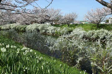 Wall Mural - 奈良県安堵町　岡崎川の桜並木とユキヤナギ