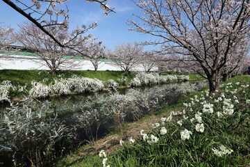 Wall Mural - 奈良県安堵町　岡崎川の桜並木とユキヤナギ