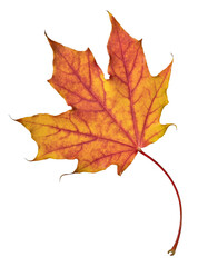 Wall Mural - isolated red and orange leaf of maple tree