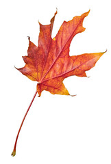 Wall Mural - red autumn leaf of maple tree on white