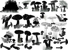 Mushrooms Sketches Large Set On White