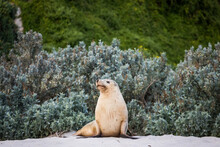 Sea Lion Sitting On Sand In Front Of Bushes