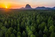 Pine Forest With The Glasshouse Mountains In The Background
