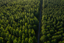 Aerial Image Of A Pine Tree Plantation Forest