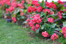Pink Spring Flowers In Garden, Landscape Design