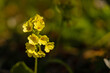 cowslip flower in a forest
