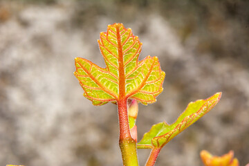 Wall Mural - Tendrils of plants by taking very close up shots