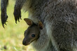 Close-up of a baby kangaroo hidden in a kangaroo's bag