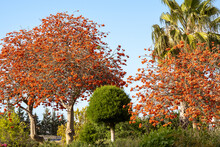 A Tree Blooming With Red And Orange Flowers. Spring Flowering Plants In Cyprus. Garden With Beautiful Trees.