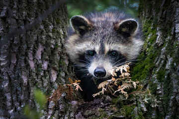 Wall Mural - the raccoon (procyon lotor) on a tree. racoon is a mammal native to north america, invasive species 