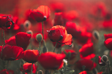 Beautiful field of red poppies in the sunset light. Israel, Beautiful blossoming red poppies, Spring In Israel, The Beautiful nature of Israel, Holy Land