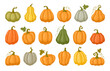 © GreenSkyStudio - Cartoon pumpkins, halloween squash, fall harvest gourds. Pumpkins, squash and leaves vector symbols illustrations. Autumn thanksgiving and halloween pumpkins collection