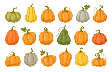 Cartoon pumpkins, halloween squash, fall harvest gourds. Pumpkins, squash and leaves vector symbols illustrations. Autumn thanksgiving and halloween pumpkins collection