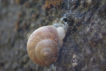 Hausschnecke an einer Mauer