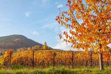 Wall Mural - Kirschbaum, Weinberg, Herbst