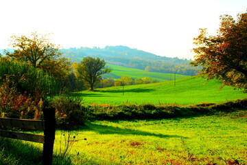 Wall Mural - Fabulous hilly landscape with green fields and some trees beautifully decorated with colored autumn leaves during a fine sunny day near San Ruffino lake