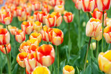 Fototapeta Tulipany - Close-up of colorful blooming tulips. Blurred background.