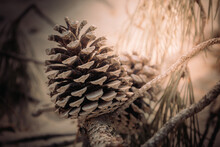 Huge Spruce Pine Cones Close-up. Copy Space. Sunny Day