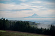A snow covered Mt Hood in Oregon stands out on the horizon, hills covered with vineyard in the foreground, broken by lines of evergreen trees under a soft cloudy sky.