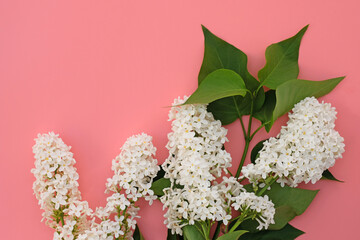 Poster - White lilac twigs with leaves on a pink background. Blooming lilac top view, natural floral background. The concept of romance, the arrival of spring, mother's day. copy space.