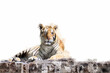 The tiger is lying on a wood log. Watercolor style. Illustration.