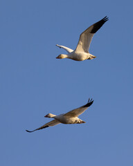 Canvas Print - Close view of a snow geese flying in beautiful light, seen in the wild in South Oregon