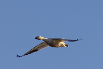 Sticker - Close view of a snow goose flying in beautiful light, seen in the wild in South Oregon