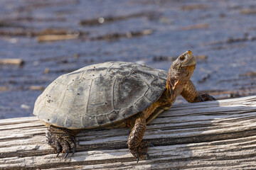 Turtle basking in the sun, seen in the wild in South Oregon