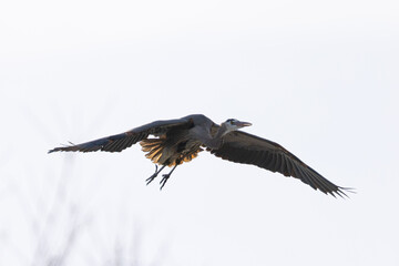 Poster - Great blue heron flying, seen in the wild in South Oregon