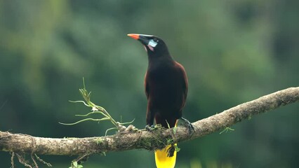 Wall Mural - a front on view of a montezuma oropendola perched on a branch at boca tapada in costa rica