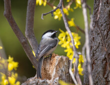 Black Capped Chickadee In A Natural Setting