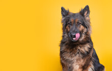 Studio Shot Of A Cute Dog On An Isolated Background