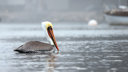 Wall Mural - Male Pelican in Morro Bay on the central California coast United States