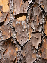 Pine Tree Wood Trunk Bark Closeup In Nature For Backgrounds And Textures With Multiple Hues Of Brown And Gold With Even Lighting.