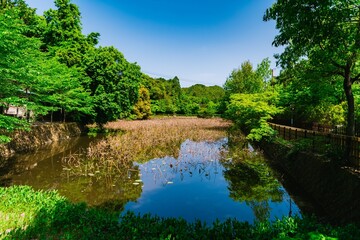 Canvas Print - lake in the forest