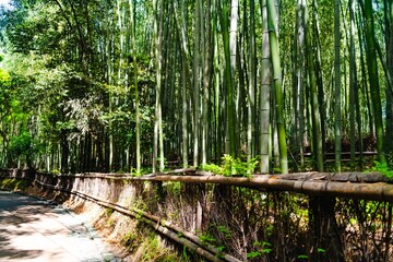 Wall Mural - bamboo forest