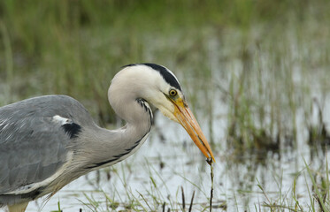 Poster - A Grey Heron, Ardea cinerea, hunting along the edge of a stream. It has just caught a small fish and is about to eat it.	
