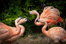 Several Flamingos Biting And Fighting Each Other