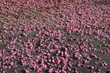 FU 2020-04-16 Kirsch 134 Am Kirschbaum wachsen rosa Blüten