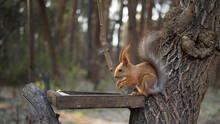 Red Squirrel On A Tree In The Park Nibbles Food