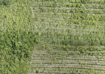 Top View Aerial Photograph of Grassland