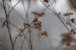 Sad background with a dry plant. A burdock bush on a blurry background with a depressive mood