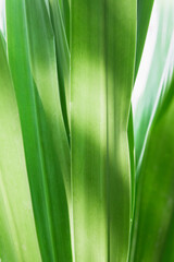 Wall Mural - Green leaf texture on natural light background.