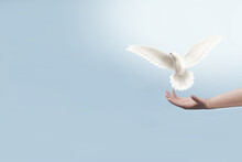 White Dove Flying Out Of Hand On Blue Background. 3D Rendering Image.