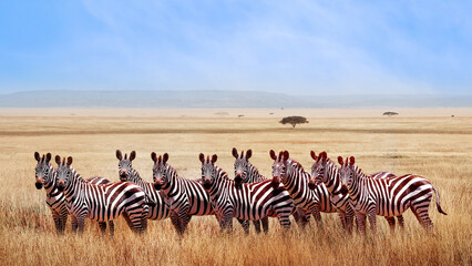 Wall Mural - group of wild zebras in the african savanna at blue sky with clouds. wildlife of africa. tanzania. s