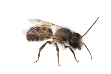 Wall Mural - insects of europe - bees: macro of male Osmia bicornis  red mason bee (german Rote Mauerbiene)  isolated on white background