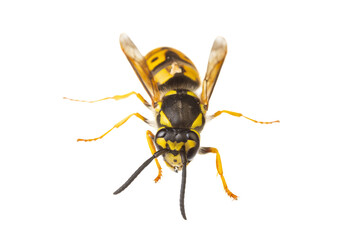 Wall Mural - insects of europe - wasps: macro of Vespula germanica  german wasp european wasp  isolated on white background