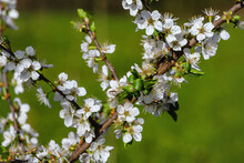 White Flowers On A Tree Branch On A Green Background. Cherry Blossoms On A Blurry Background Of Green Grass. White Spring Cherry Blossoms. Flowering Tree Branches On A Background Of Greenery.