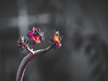 Fine Art Image Of A Garden Plant With A Out Of Focus White Cross Faded In The Grey Background